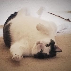 Meet your Posher, Heidi